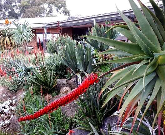 Aloe mawii