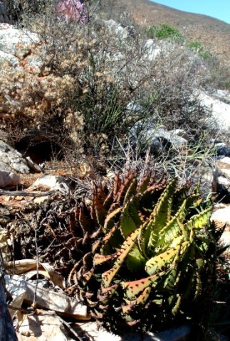 Aloe melanacantha