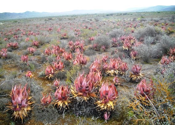 Aloe microstigma in habitat