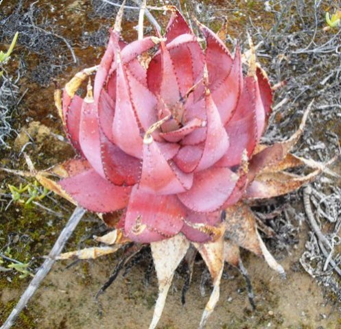 Aloe microstigma showing seasonal stress