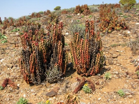 Aloe pearsonii 