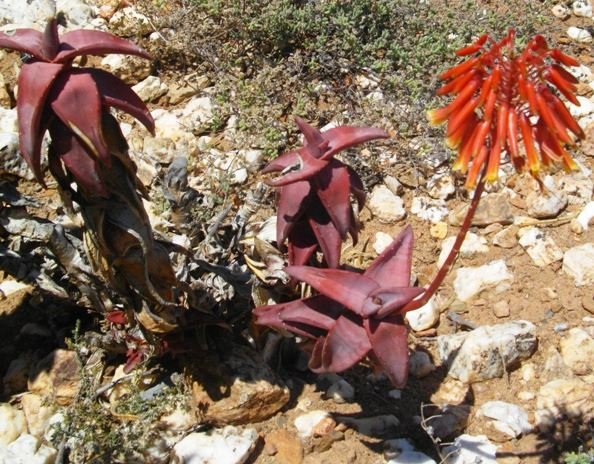 Aloe pearsonii red flowers