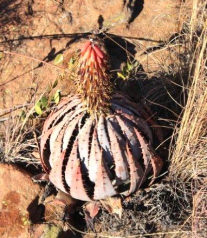 Aloe peglerae