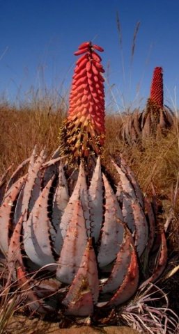 Aloe peglerae flowering