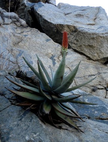 Aloe petricola