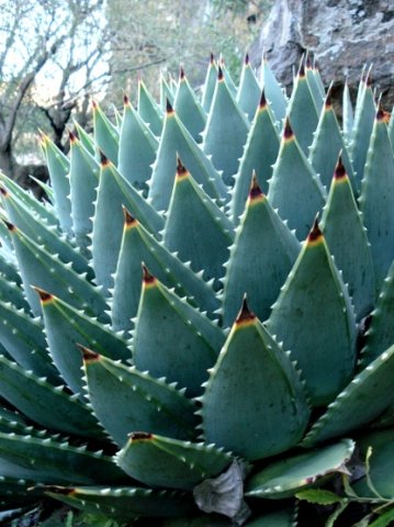 Aloe polyphylla leaf-tips