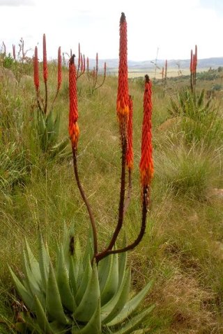 Aloe reitzii var. reitzii