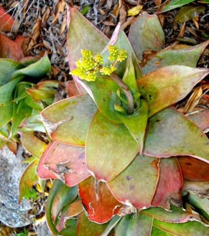 Aloe reynoldsii beginnings of an inflorescence