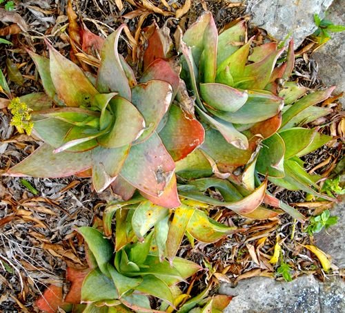 Aloe reynoldsii