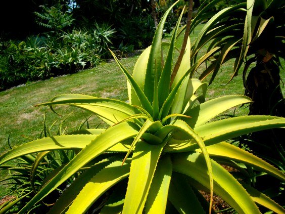 Aloe rupestris rosette