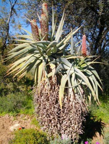 Aloe speciosa in flower