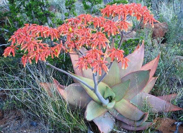 Aloe striata near Graaff-Reinet