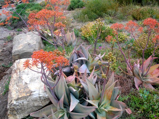 Aloe striata