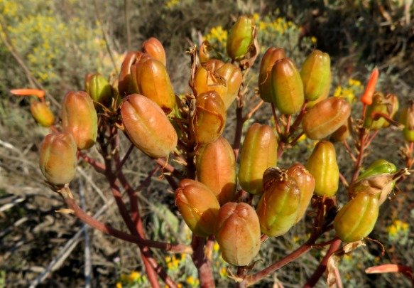 Aloe striata green fruit