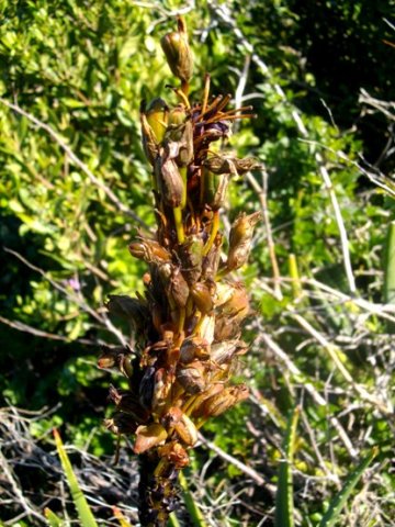 Aloe succotrina laden with fruit