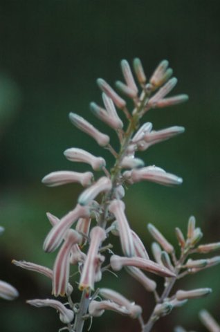 Aloe davyana 