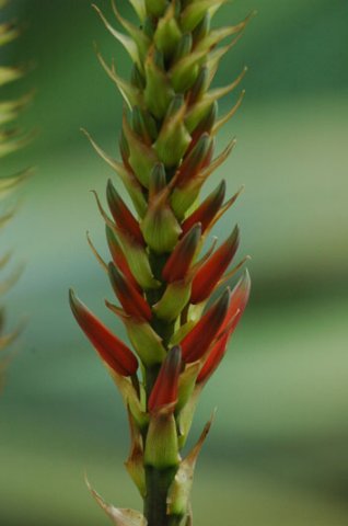 Aloe flowers