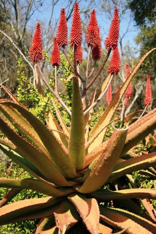 Aloe flowers