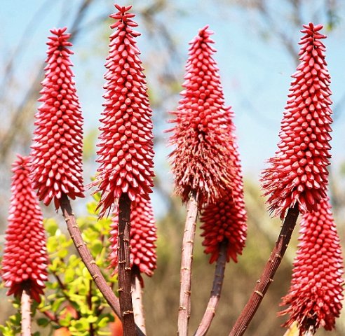 Aloe flowers