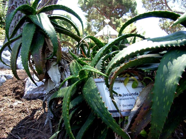 Aloe jucunda