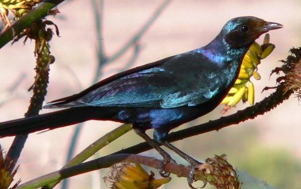 Aloe marlothii hosting a Burchell&#039;s starling