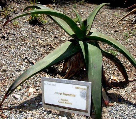 Aloe inermis from Saudi Arabia