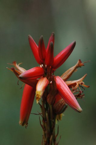Aloe flower