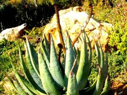 Aloe aculeata 