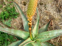 Aloe africana leaves