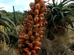 Aloe africana fruit