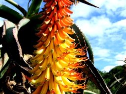 Aloe africana up-curved perianths