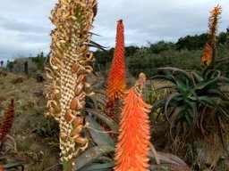 Aloe africana flowering stages