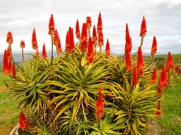 Aloe arborescens