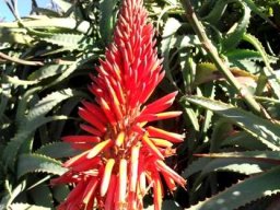 Aloe arborescens raceme