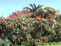 Aloe arborescens in a big garden