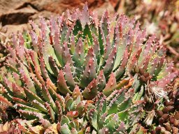 Aloe brevifolia
