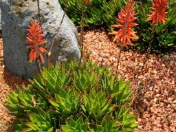 Aloe brevifolia flourishing in Australia