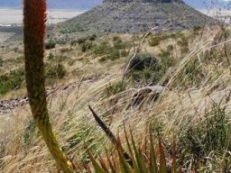 Aloe broomii var. broomii habitat