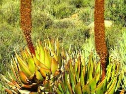 Aloe broomii var. broomii leaves