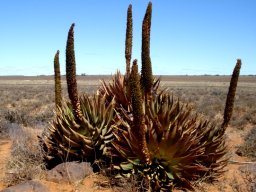 Aloe broomii var. broomii
