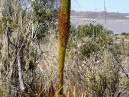 Aloe broomii var. broomii flowers