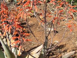 Aloe chabaudii var. chabaudii