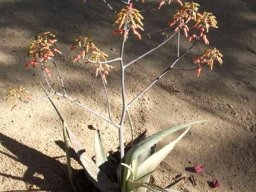 Aloe chabaudii var. chabaudii flowering