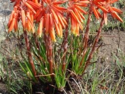 Aloe chortolirioides var. woolliana