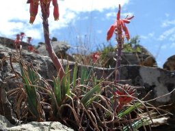 Aloe chortolirioides var. woolliana leaves