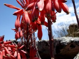 Aloe chortolirioides var. woolliana flowers