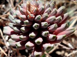 Aloe chortolirioides var. woolliana buds