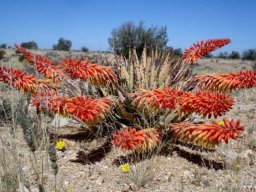 Aloe claviflora in full bloom