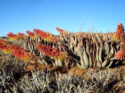 Aloe claviflora, a plant given many names 