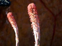 Aloe comosa young inflorescence